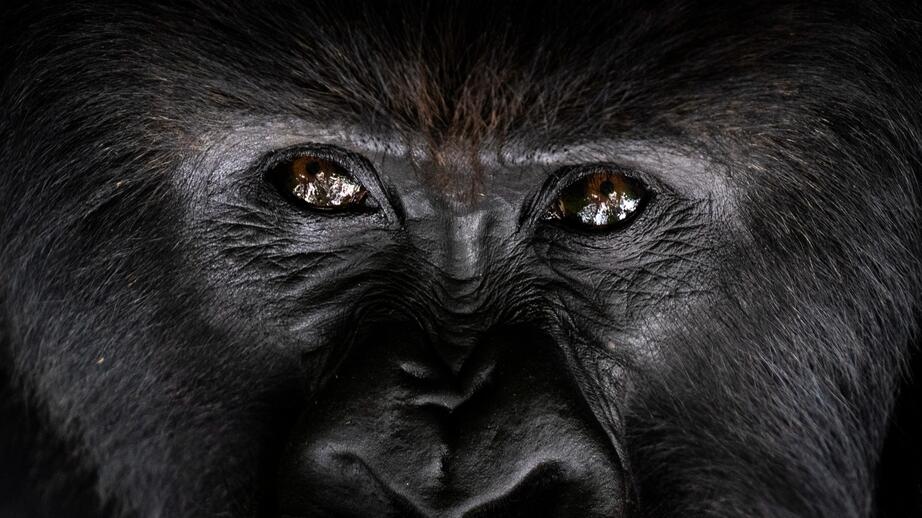 Gorillorna och schimpanserna hotas av brytningen av metaller i Afrika. 
