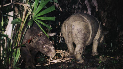Foto: WWF/AP/TT