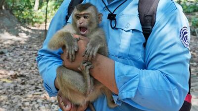 Cambodia Monkey Abuse. Foto: AP Photo/Heng Sinith