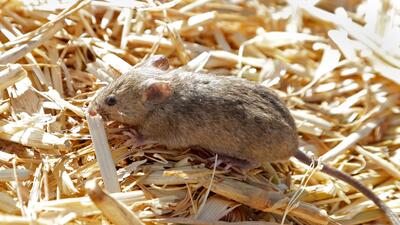 Australia Mice Plague. Foto: AP Photo/Rick Rycroft