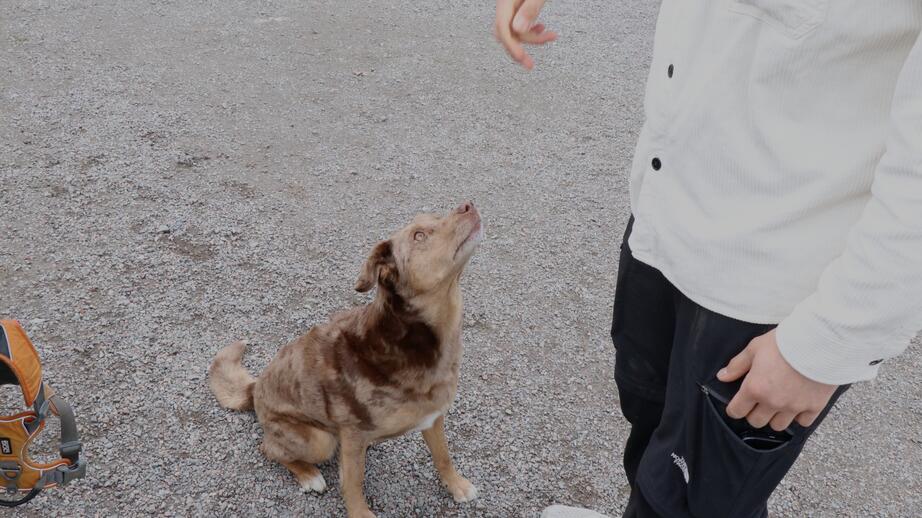 Millie, 4 år. Hennes husse Shawn har märkt av de höjda matpriserna. Han har haft hundar hela sitt liv.