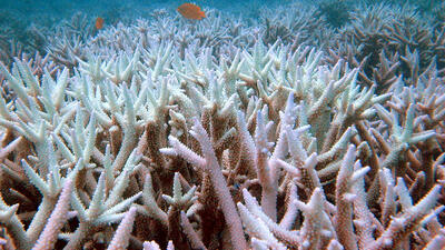 AUSTRALIA CORAL BLEACHING. Foto: OVE HOEGH-GULDBERG