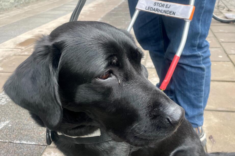 Labradoren Uzzi, med sin sele påkopplad.