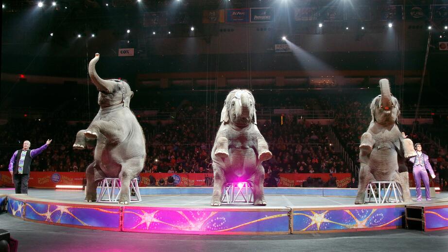 Elefanterna på bilden är inte från Violas cirkus. Arkivbild.