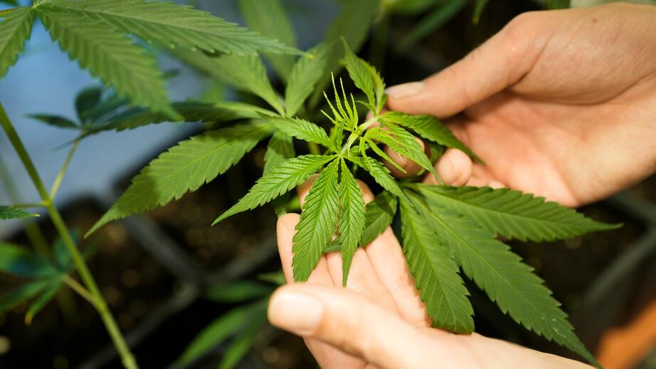 Den 20 april är det internationella cannabisdagen. Därför får hundar cannabis. Arkivbild. 