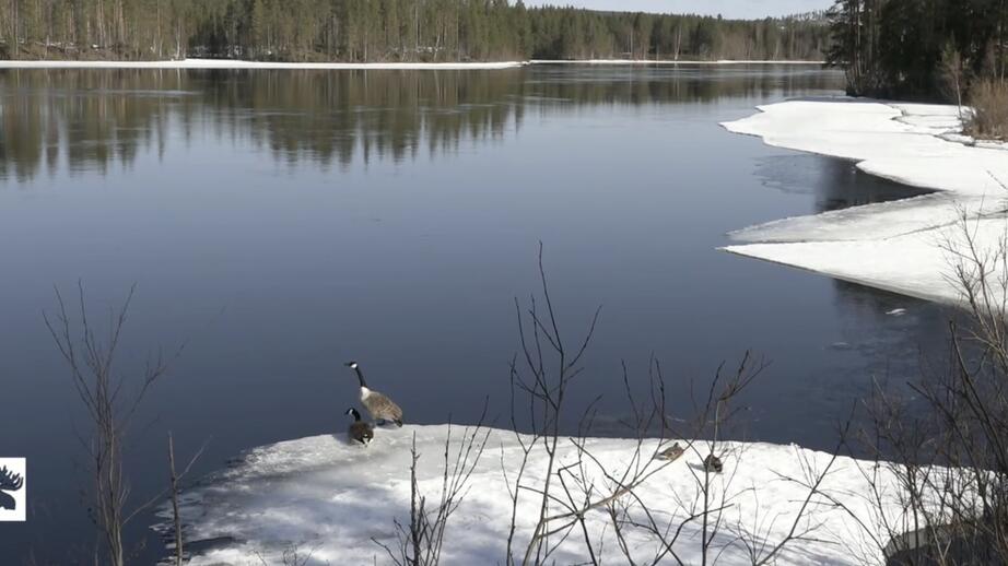 I skrivande stund kan den som tittar få se två kanadagäss njuta av det fina vädret.