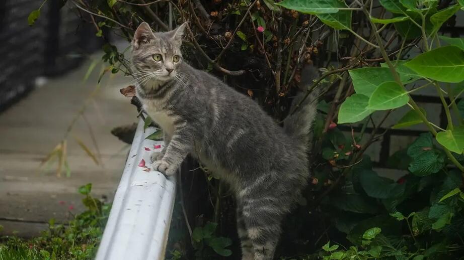 Katten på bilden är inte en av de dödade katterna.