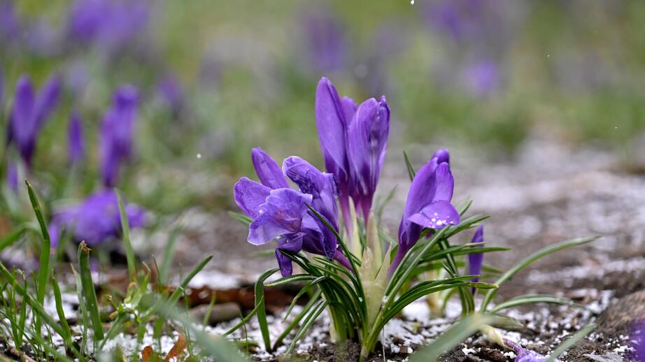 I år hann många blommor komma innan den sista snön fallit.
