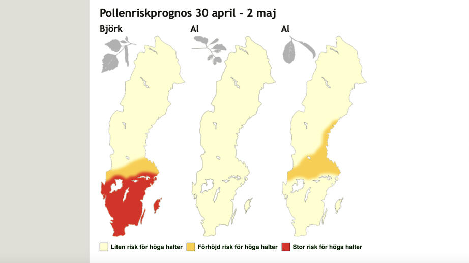 Pollenrapports prognos för perioden 30 april till den 2 maj. Kartan längst till höger är förmodligen en karta på pollen från Sälg och Viden. Det är alltså ett skrivfel att det står två ”al”. 