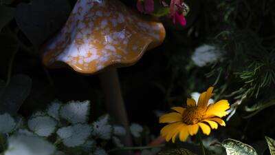 Ämnet psilocybin för inte förväxlas med andra svampar i skogen. Foto: TT/Jenny Kane