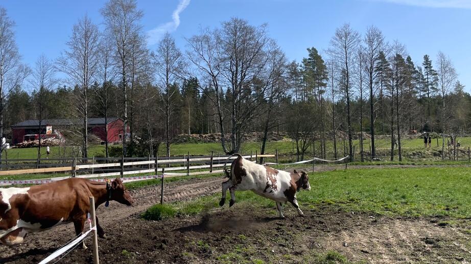 De första hoppen efter vintern.