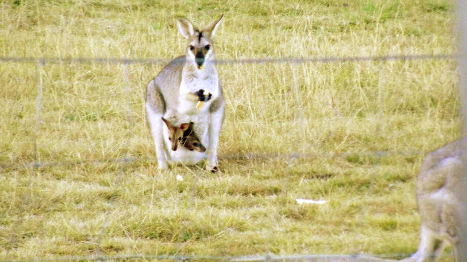 En vallaby i Australien.