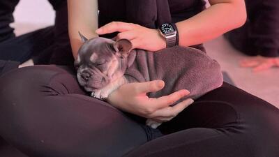 Valpyoga. Foto: Puppies and yogas intagramkonto, @puppiesyogastockholm