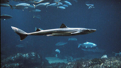 Foto: Monterey Bay/AP/TT