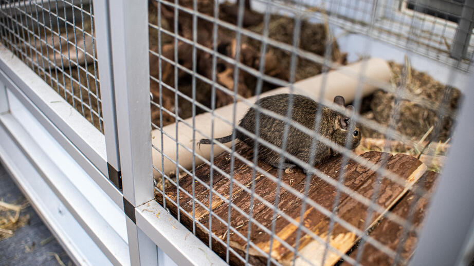 Eleverna som pluggar naturbruksprogrammet kan efter studenten öppna sin egen zoo-affär. 