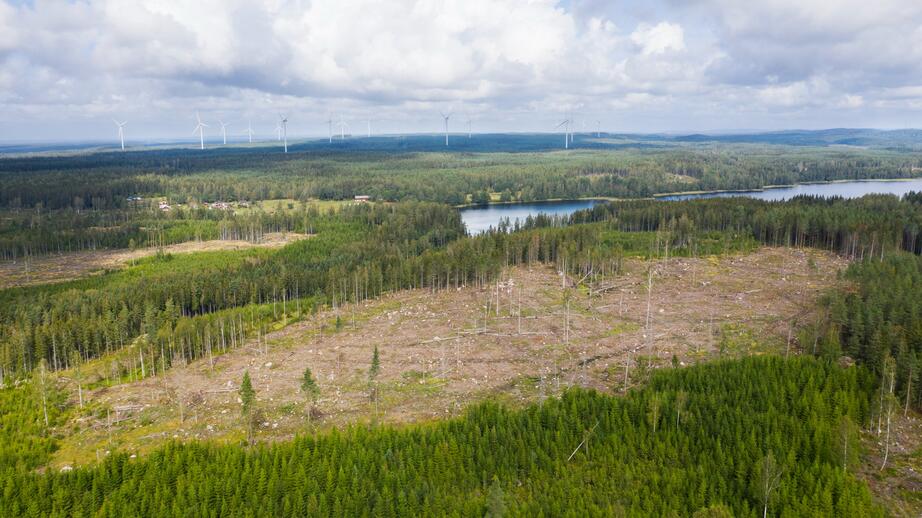 Det här är ett kalhygge. Några kommuner vill sluta med kalhyggen för att gynna ekosystemet. 