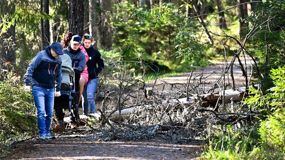 Grönska i och nära tätorter gör gott för både hälsa och klimat, menar Friluftsfrämjandet.