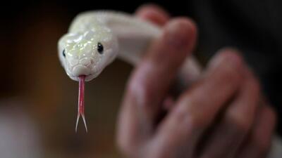 Taiwan China Year of the Snake. Foto: AP Photo/Wally Santana