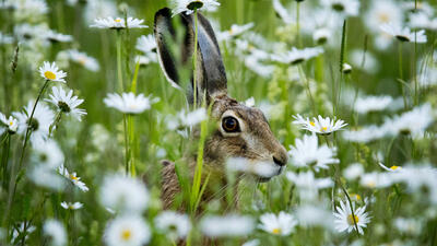 HARE BLAND BLOMMOR. Foto: Michael Probst/AP