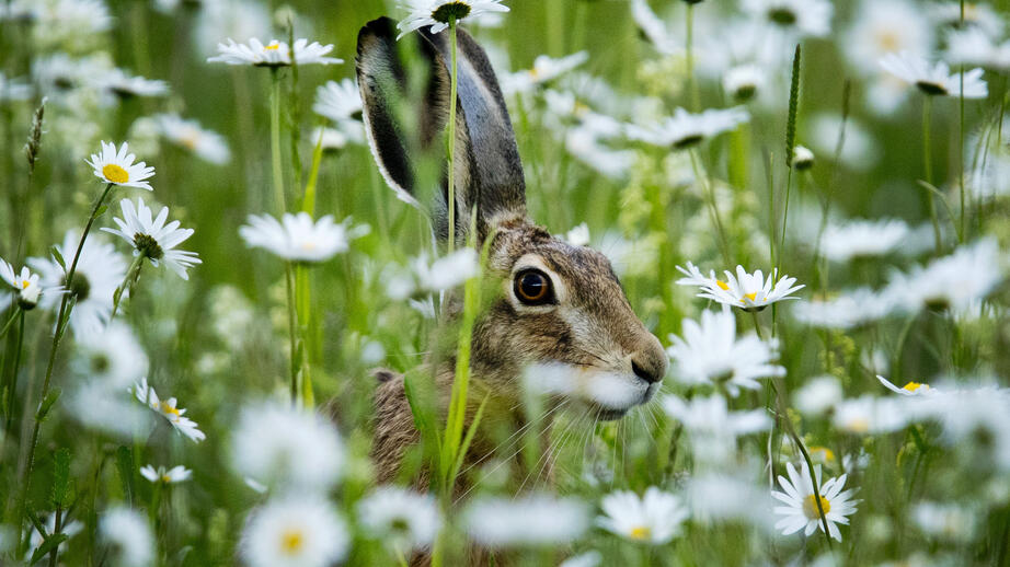 HARE BLAND BLOMMOR. Foto: Michael Probst/AP