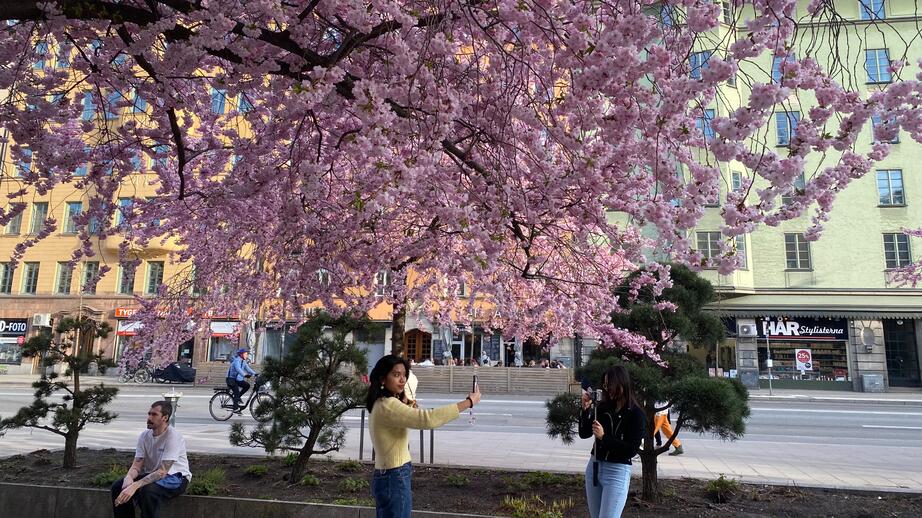 Körsbärsblomningen på Bysistorget matchar husfasaderna perfekt!
