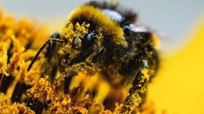 Germany Nature. Foto: Georg Moritz/AP