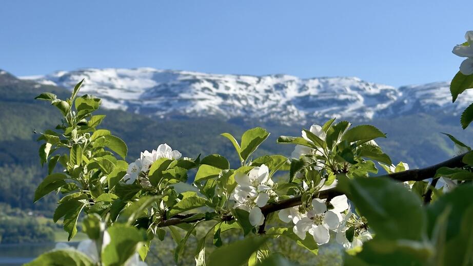 Utsikt från staden Voss i Norge.