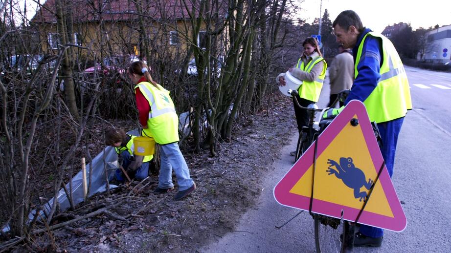 – Trafiken har kunnat slå ut hela populationer av grodor, paddor och salamandrar, säger Claes André.