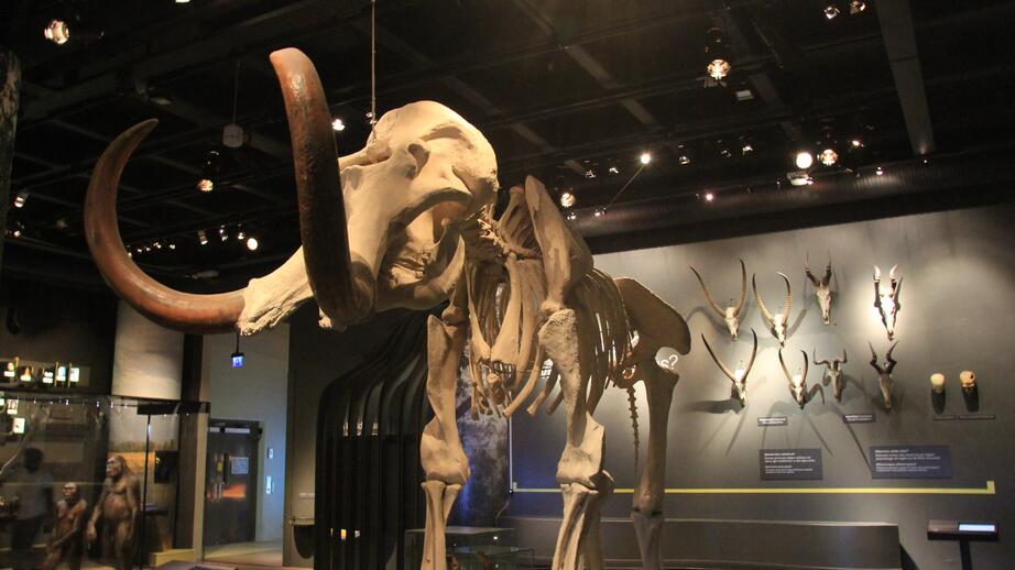 En modell av en typ av mammut som heter sydlig mammut. Arten dog ut för över 800 000 år sedan.