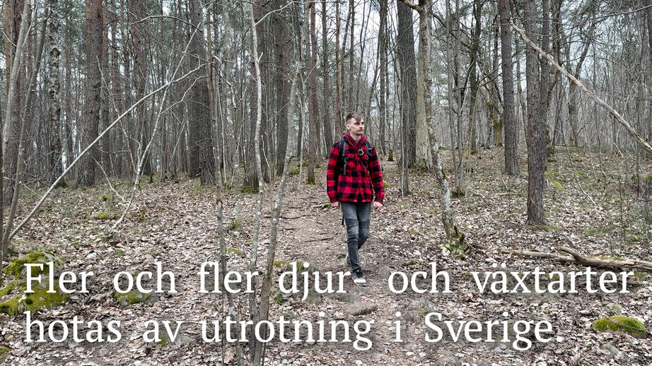 Fältbiolog Sackarias Bergenstråhle är engagerad för arternas överlevnad.