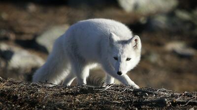 FJÄLLRÄV. Foto: Gorm Kallestad / TT