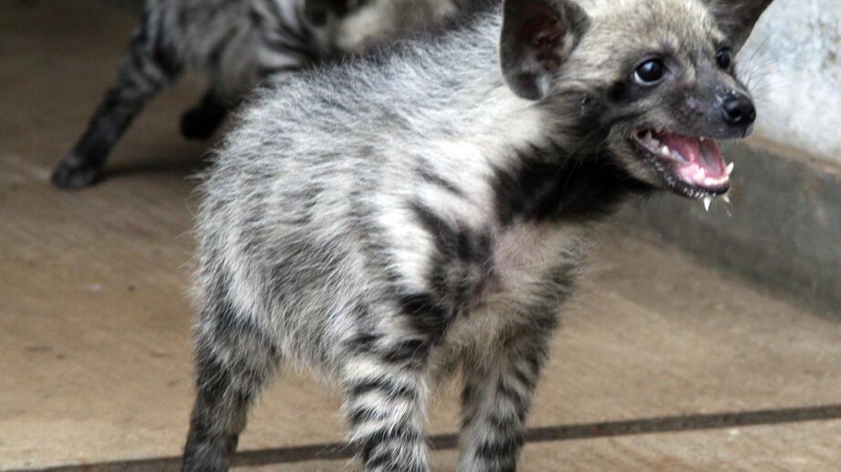 Hyenor smugglades in i EU och såldes med förfalskade dokument.