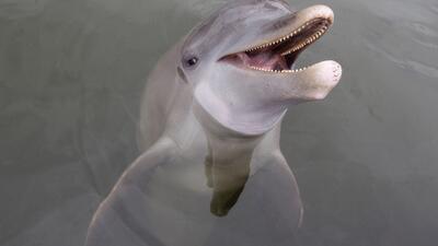 Travel-Trip-Creatures of the Keys. Foto: AP Photo/Wilfredo Lee