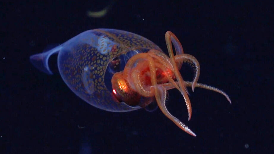 Kolossbläckfisk fångad på bild på 600 meters djup. 