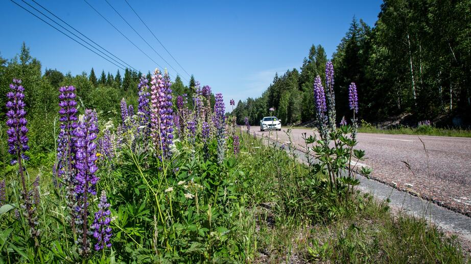Blomsterlupin är en av många invasiva arter, som härstammar från Nordamerika. Den är ett hot mot ängsblommorna och dikesrenarna. 