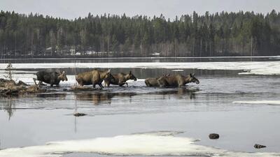 Sweden Great Moose Migration. Foto: SVT/AP/TT