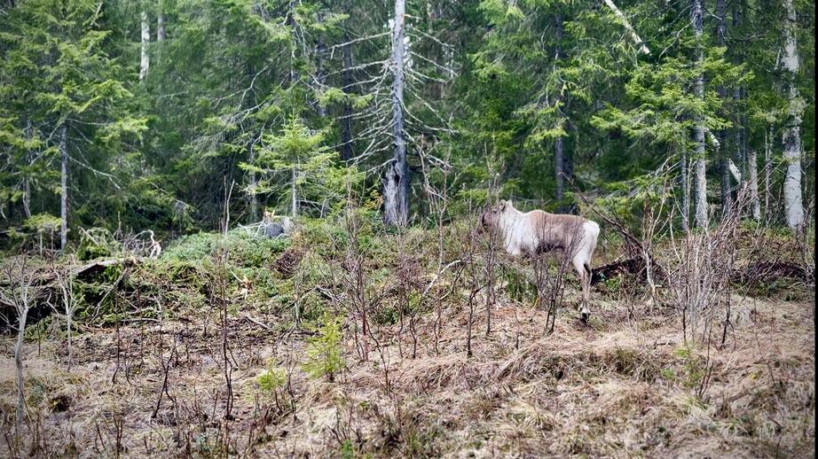 Gäddede är en djurrik vildmarksort med vidsträckta fjällområden. Hit vallfärdar många turister för årliga jakt- och fisketävlingar.