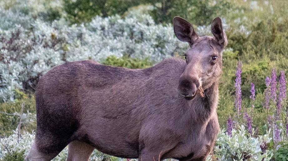 Älgarna fick bära kamerorna i fem dagar. 