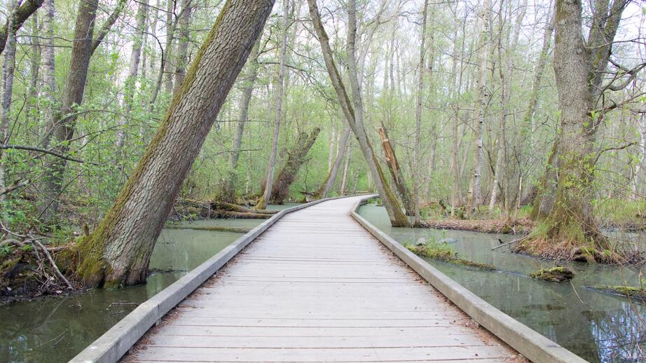 Den fuktiga miljön i Kyrksjöns naturreservat är ovanlig och nödvändig för flera fågelarter.