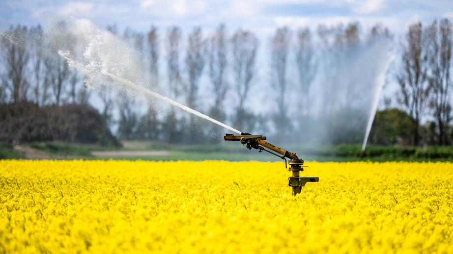 I Skåne har rapsen blommat tidigare än vanligt i år på grund av torkan, rapporterar Sveriges radio.
