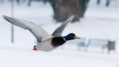 FLYGANDE GRÄSAND. Foto: AP Photo/Czarek Sokolowski