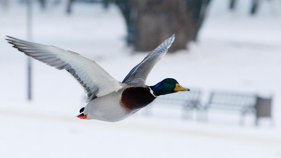En flygande gräsand. 