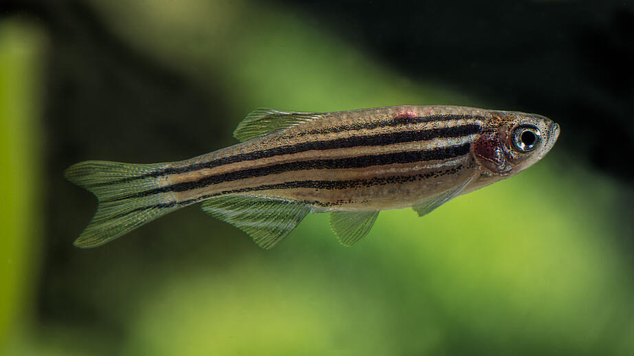 Genom att avla fram generationer av zebrafisk bland de individer som tålde högre vattentemperatur bäst kunde forskarna studera hur fiskens funktioner skulle påverkas i ett varmare vatten.