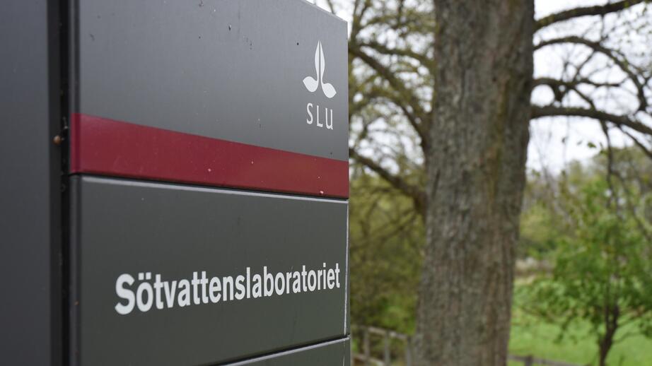 På Sötvattenslaboratoriet övervakas allt från artbestånd till miljöproblem som övergödning och försurning av vatten.