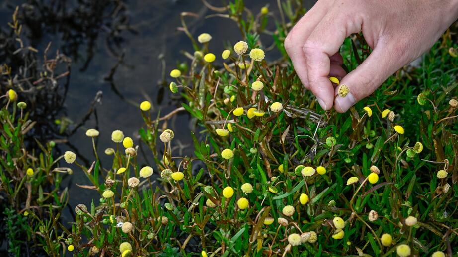 ”Biologisk mångfald är förutsättning för liv på den här planeten”.