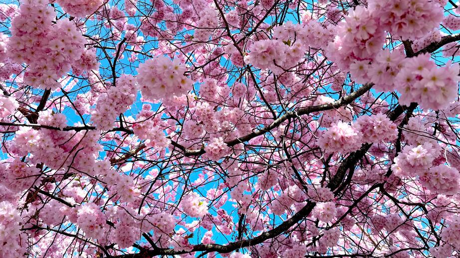 Japanska körsbärsträd (Prunus) är en av de mer populära trädsorterna som Sara Adolfsson från Svenska kyrkan ser som möjligt för begravda att bli en del av efter sin död.
