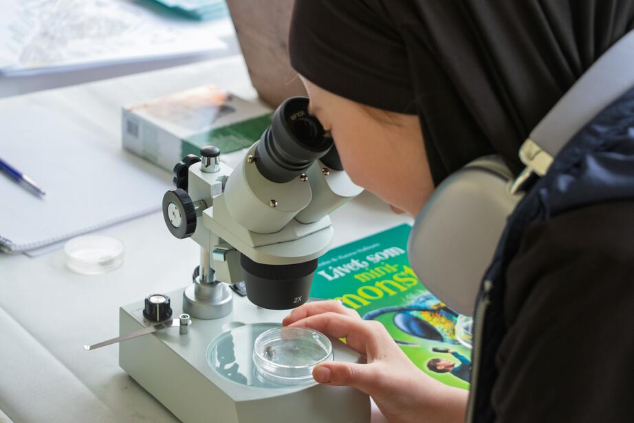 Besökarna kollar närmare på levande insekter genom mikroskopet.
