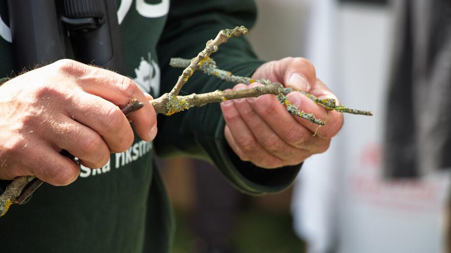 Lavar, svampar och insekter – pinnar kan vara fulla av biologisk mångfald.