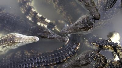 Foto: TT/AP Photo/Petr David Josek