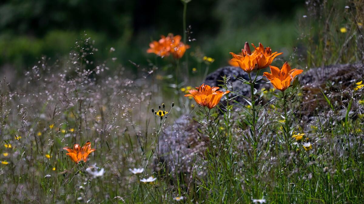QUIZ Vilken blomma är du? Läget